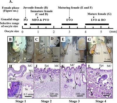 The Characteristics and Expression Profile of Peptidoglycan Recognition Protein 2 in the Accessory Nidamental Gland of the Bigfin Reef Squid During Bacterial Colonization